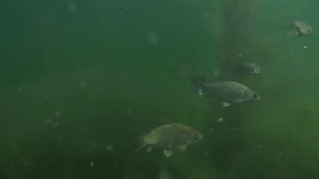 Close-up of group Crucian carps (Carassius carassius) swimming through a murky freshwater swamp, with thin vertical stems of Potamogeton pondweed visible in green-tinted background, underwater shot 