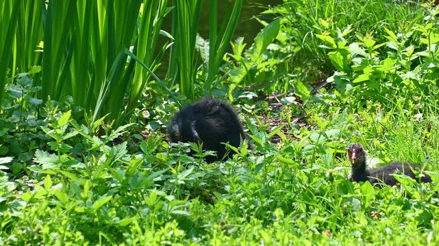 Young coot chick walking through riverside green vegetation
