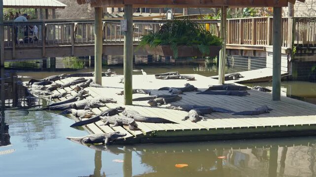 Group of American alligators resting in bright natural sunlight