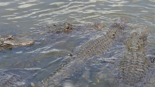 Group of alligators resting at water surface during feeding