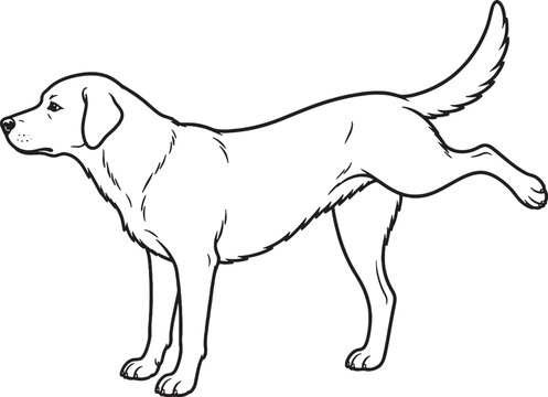 Dog marking territory leg lift line art vector canine behavior outline isolated on white