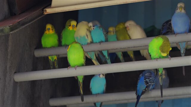 Flock of colorful budgerigars resting on aviary perches