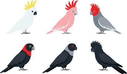 Set of flat vector illustrations featuring different species of Australian cockatoos including sulfur-crested, galah, and black cockatoo isolated on white. © Mahsina