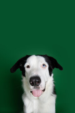 Portrait silly puppy dog sticking tongue out. Isolated on green solid background