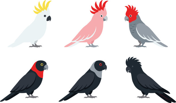 Set of flat vector illustrations featuring different species of Australian cockatoos including sulfur-crested, galah, and black cockatoo isolated on white.