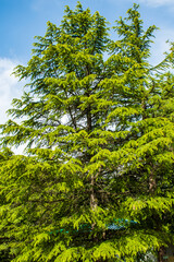 Fototapeta premium Deodar Cedar Cedrus deodara tree also known as Himalayan Cedar
