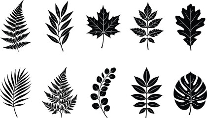 Black and white leaf silhouettes and botanical vector elements collection featuring maple oak fern monstera and palm fronds © MDMEHEDI