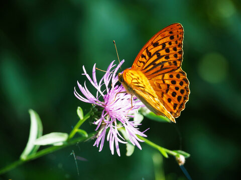 Silver-washed fritillary butterfly on a purple knapweed flower.