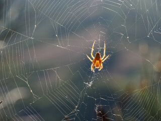 Cross spider in the center of its web illuminated by sunlight.