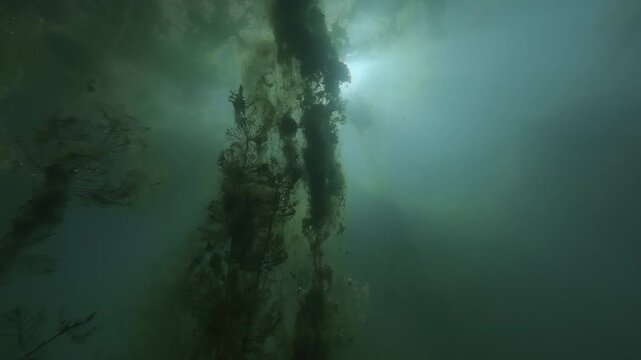 Branch-like columns of rigid hornwort and thick vertical curtains of green filamentous algae climbing to water surface covered with dense float mats in foggy murky freshwater swamp ecosystem, backlit