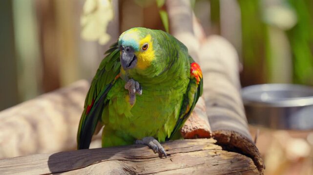 Close up of green parrot eating in bright tropical aviary