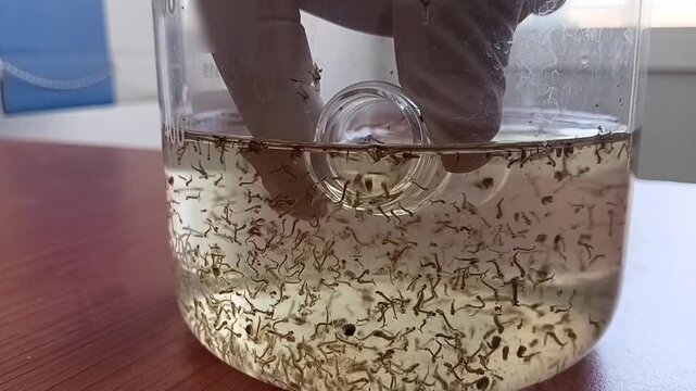 Close Up Of Extracting And Transferring A Live Mosquito Larvae Sample From A Glass Beaker Into A Cuvette Sample Cell