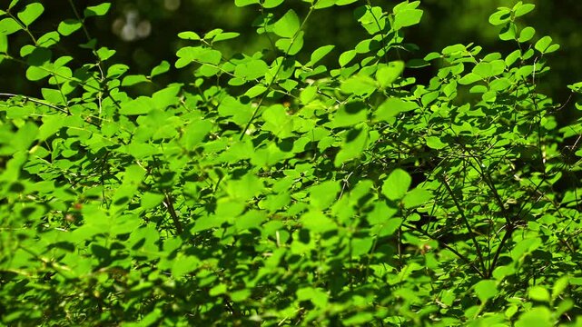 Green shrub leaves rustling in sunlit forest undergrowth