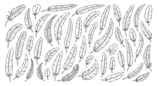 Extensive collection of hand drawn bird feathers in black ink featuring various shapes, sizes, and intricate textures on a white background.