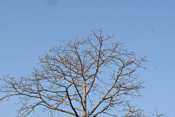 Obraz premium Without Leaves Bombax ceiba tree in the autumn season. Its common name is &nbsp;cotton tree, &nbsp;Malabar silk cotton tree, red silk cotton, red cotton tree, silk cotton, kapok and Ceiba pentandra.