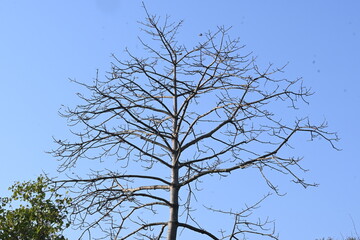 Obraz premium Without Leaves Bombax ceiba tree in the autumn season. Its common name is &nbsp;cotton tree, &nbsp;Malabar silk cotton tree, red silk cotton, red cotton tree, silk cotton, kapok and Ceiba pentandra.