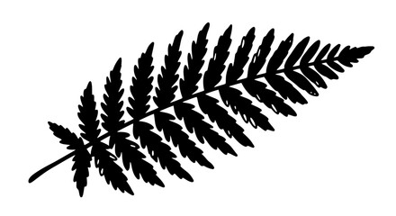 Black silhouette of a fern frond on a white background, isolated. © Labib