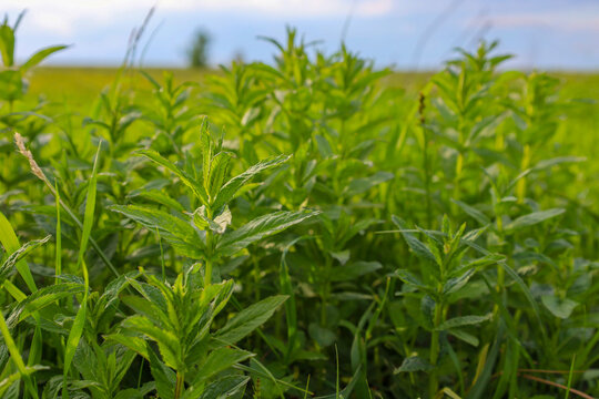 Thick thickets of wild mint of rich green color grew in an open meadow under warm sunlight. Bright stems with carved leaves rise above the grass against a blurred summer landscape and a blue sky.