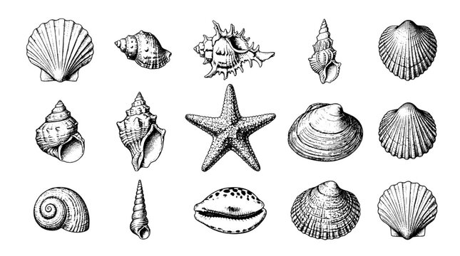 Shells marine collection with detailed engraved line art of sea stars and conch for coastal decor and crafts