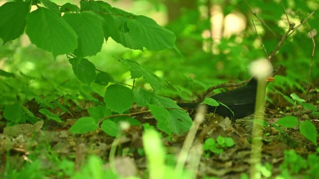 Blackbird foraging under green foliage on forest floor