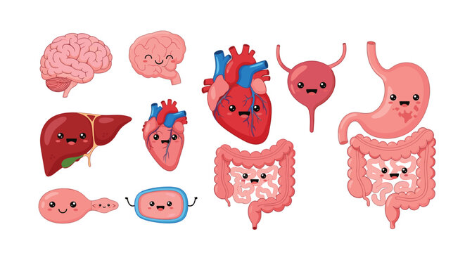 Collection of adorable human organ characters with smiling faces including the heart, brain, liver, stomach, and lungs.