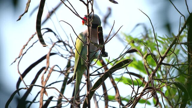 Parrot on tree branch in green foliage under blue sky, tropical wildlife bird with red beak and long tail among leaf and twigs in bright outdoor nature scene, animal habitat in leafy tree daylight