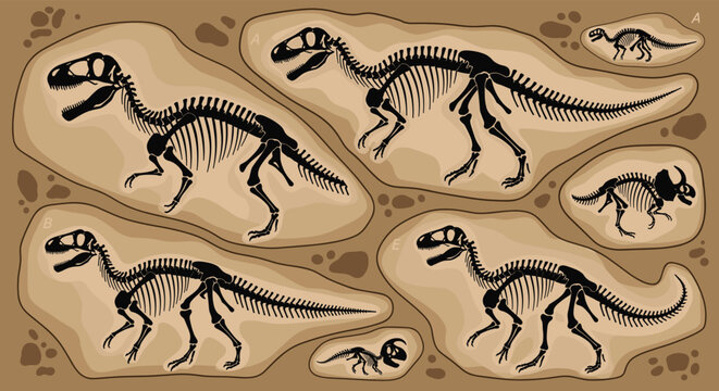 Different species of dinosaur fossils embedded in sedimentary rock layers including large carnivores and herbivores for paleontology studies.