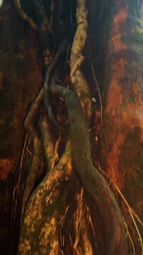 Close up of thick tropical tree roots and vines. Detailed texture of massive banyan or strangler fig tree trunk