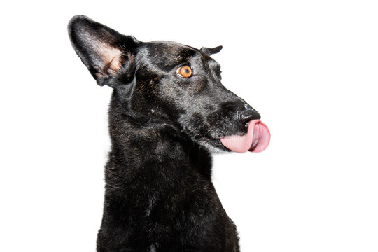 Mixed-breed dog looking away and licking its lips with tongue. Isolated on white background