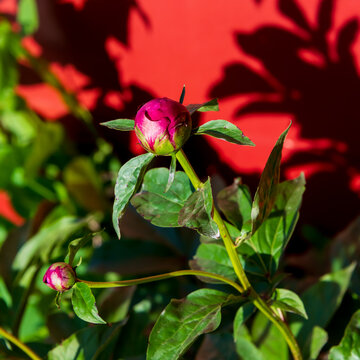 Springtime peony bud.