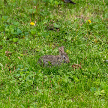 A rabbit in the grass along the edge of a public park.