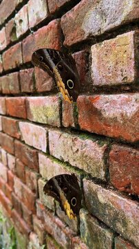 Two owl butterflies resting on old red brick wall. Side profile view of Caligo butterflies showing eyespot wing pattern