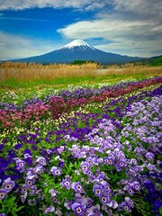 Obraz premium Majestic Mount Fuji with Colorful Spring Flower Field and Dramatic Sky in Japan