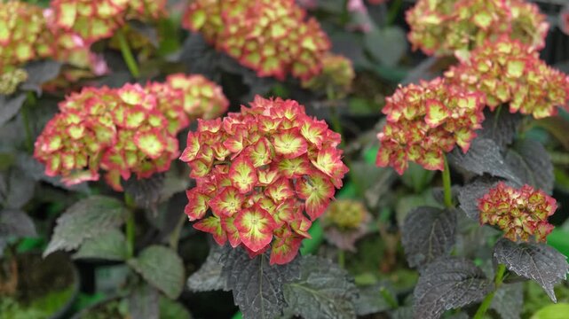 Hydrangea macrophylla blooming. Red, yellow green, pink heads of bigleaf hydrangea flower petals. Beautiful Garden. Landscaping trend. Shrubbery blooms in backyard. Green landscaped design. Closeup