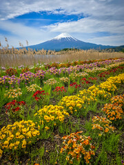 Obraz premium Majestic Mount Fuji with Colorful Spring Flower Field and Dramatic Sky in Japan