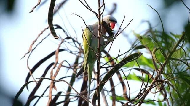 Green parrot perched on branch in tree canopy, wild bird in natural habitat with colorful plumage and red beak against bright sky and foliage