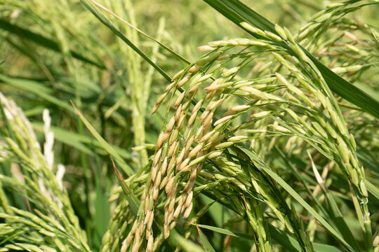 a quality variety of rice produced in a low-lying village in Burkina Faso