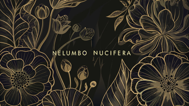 Golden lotus flower illustration showcases detailed botanical artwork against a dark moody background floral nelumbo nucifera bloom blossom petal leaf stem