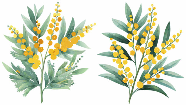 Two watercolor illustrations depicting mimosa branches with delicate yellow blossoms and textured green foliage against a white background acacia botanical branch