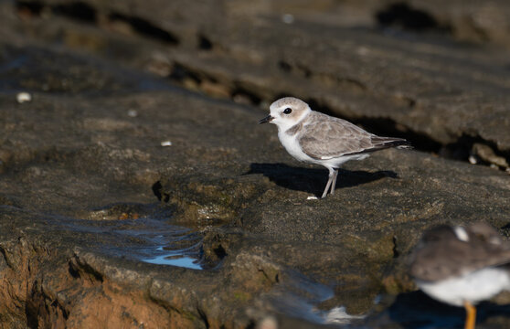 Cute little Snowy plover in the rocky beach