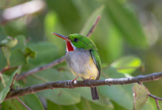 Puerto Rican Tody in Mangrove. Bright green back with a red throat bird. 