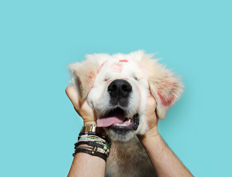 Puppy dog celebrating valentin's day with red kisses lipstick and owners staclking it