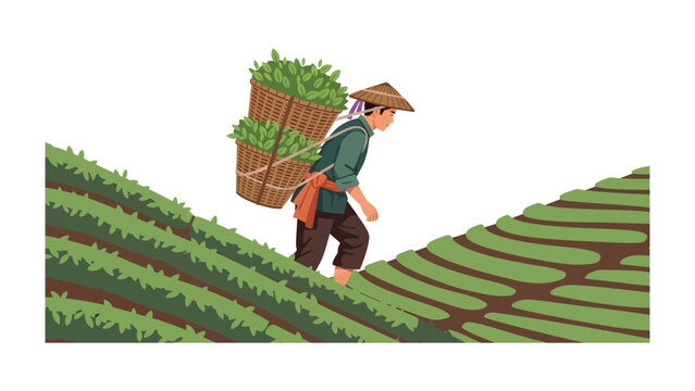 Farmer Carrying Tea Leaves: A farmer wearing a conical hat carries a basket full of freshly harvested tea leaves up a slope on a tea plantation, illustrating traditional agricultural practices.