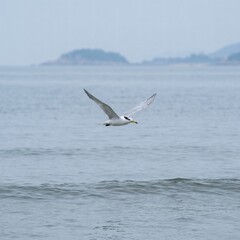 Naklejka premium White Seagull in Flight Over Calm Sea Waters with Soft Grey Sky and Distant Misty Islands in Cinematic Natural Light