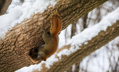 Fototapeta premium Red squirrel climbing into tree hollow in snowy winter forest