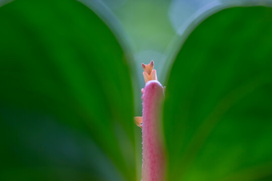 Beautiful Orchid Mantis from Borneo Island