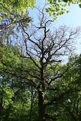 Fototapeta premium Low angle view of a majestic old tree against blue sky in a forest. Nature reserve landscape