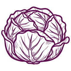 Obraz premium Cozy purple vector illustration of a hand-drawn cabbage head. Detailed doodle style outline drawing of a fresh leafy vegetable