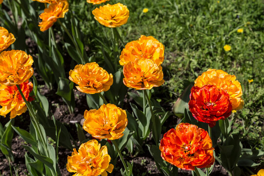 yellow and red double tulips are blooming in the spring park