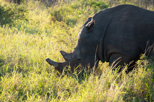Portrait de rhinoc&eacute;ros en Afrique du Sud